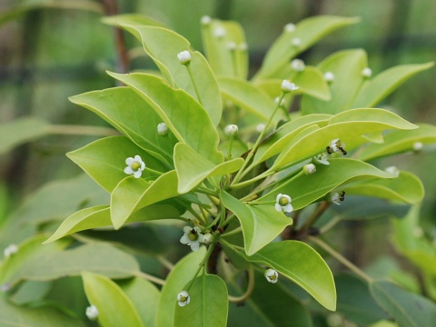 ilex_pedunculosa.jpg