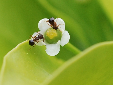 ilex_pedunculosa2.jpg