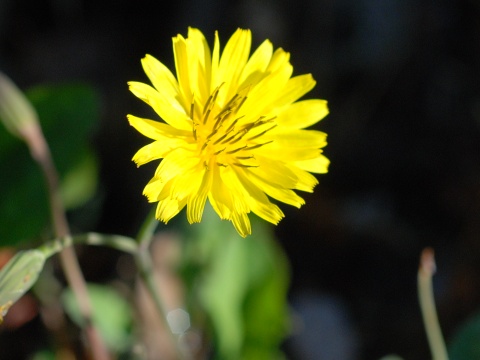 ixeris.jpg