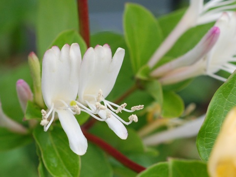 lonicera.jpg