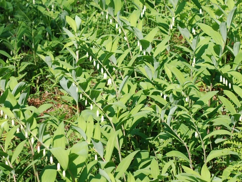 polygonatum.jpg