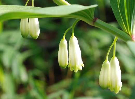 polygonatum_fl.jpg