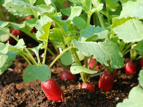 radish.jpg