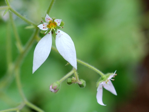 saxifraga.jpg