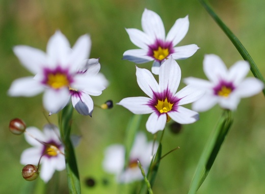 sisyrinchium.jpg