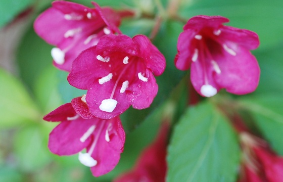 weigela.jpg