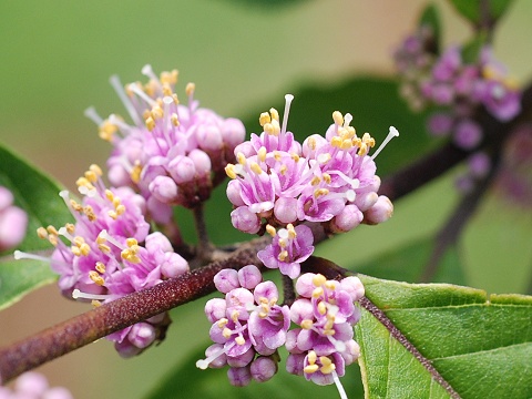 callicarpa.jpg