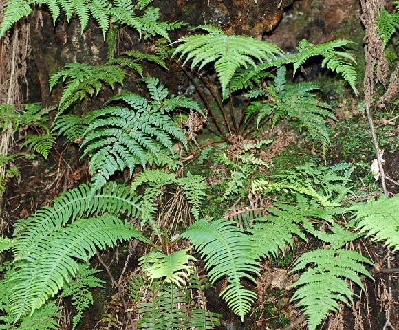 ferns.jpg
