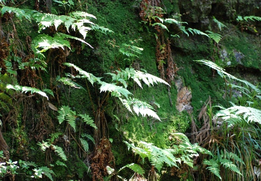 ferns1.jpg
