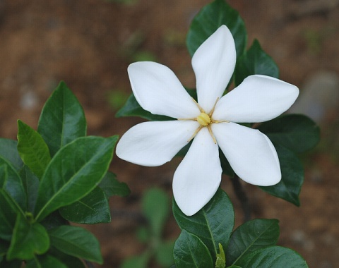 gardenia.jpg