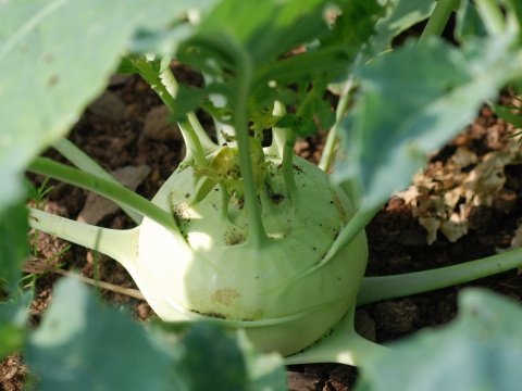 kohlrabi.jpg