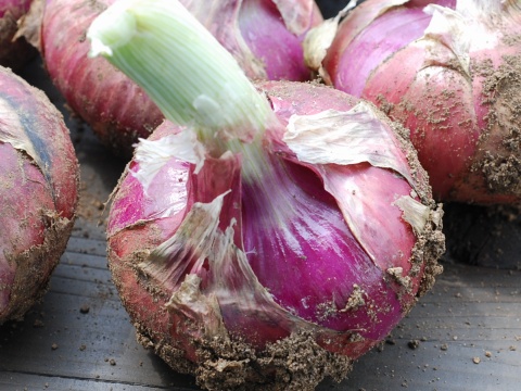 onion.jpg