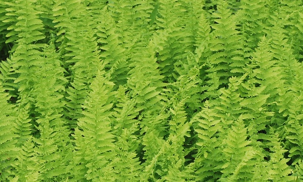 thelypteris.jpg
