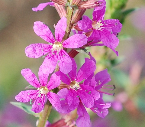 lythrum.jpg