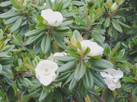 magnolia.jpg
