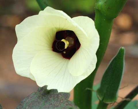 okra.jpg