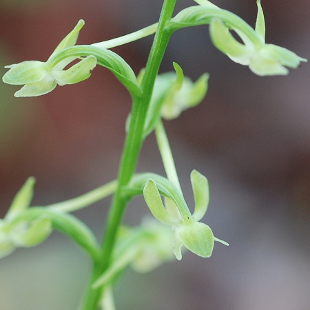 platanthera.jpg