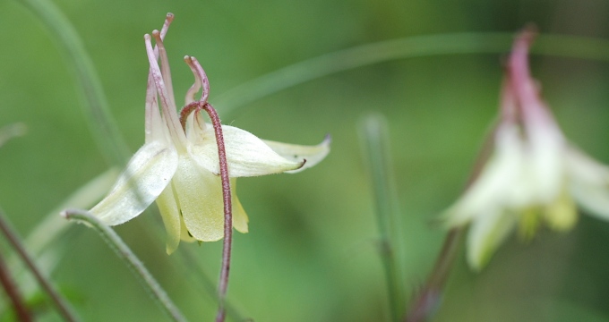aquilegia.jpg