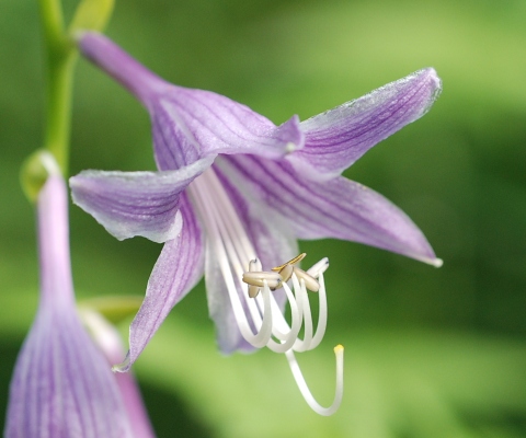 hosta.jpg