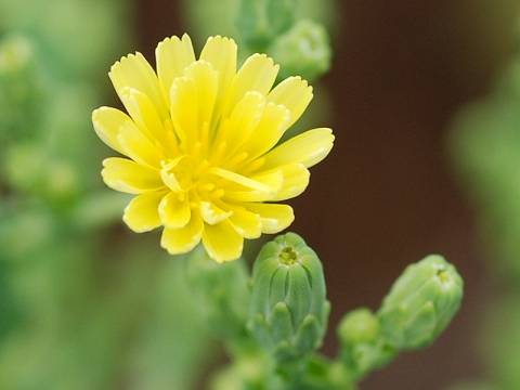 lactuca.jpg