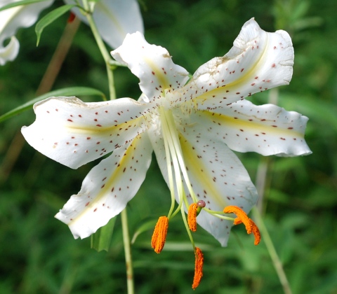 lilium.jpg