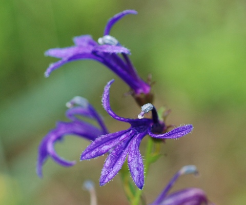 lobelia.jpg