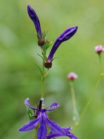 lobelia_buds.jpg