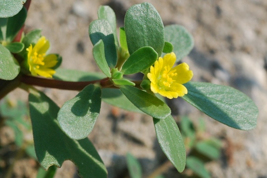 portulaca.jpg