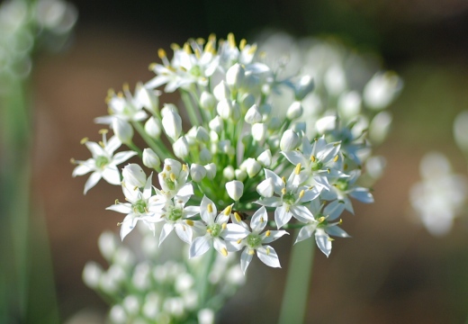 alium.jpg