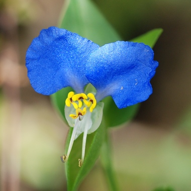 commelina.jpg