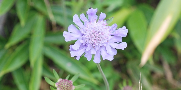 scabiosa.jpg