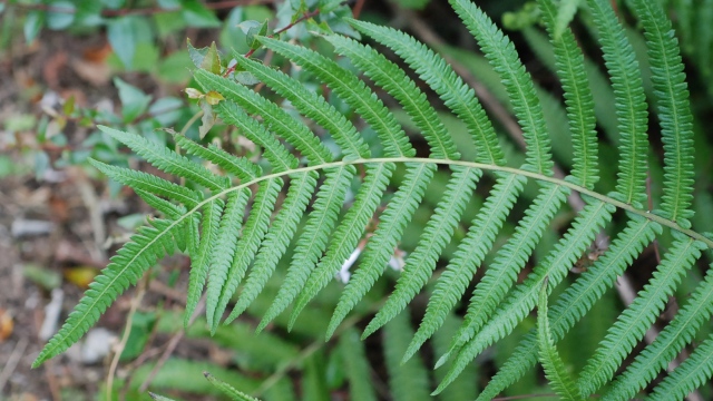 thelypteris1.jpg