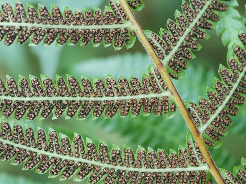 thelypteris2.jpg