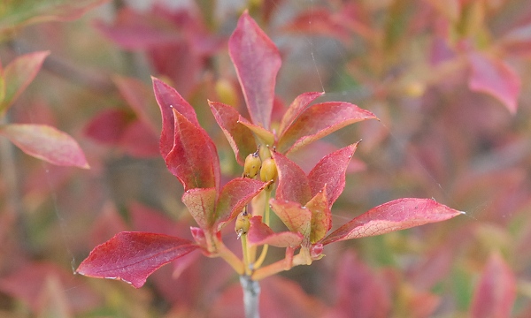enkianthus.jpg