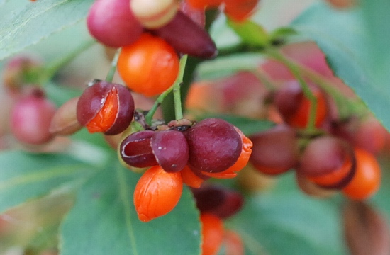 euonymus.jpg