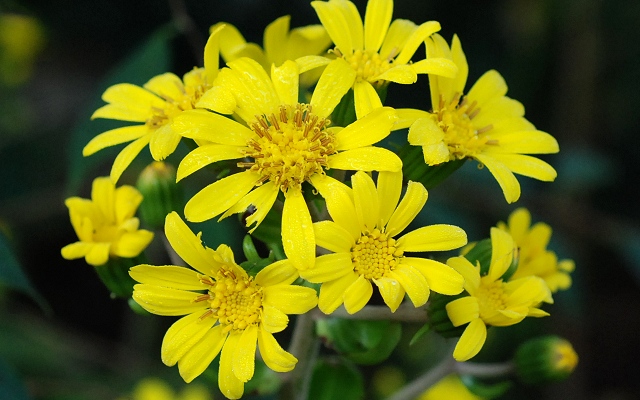 farfugium.jpg