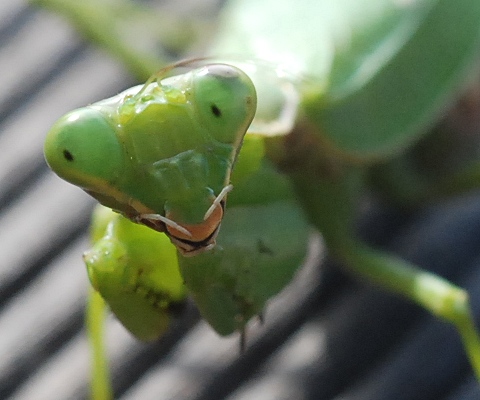 tenodera.jpg