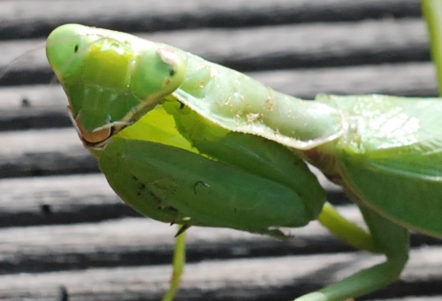 tenodera2.jpg
