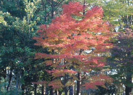 acer.jpg