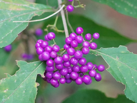 callicarpa.jpg
