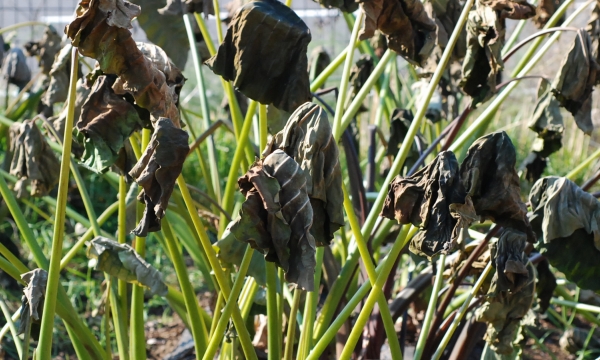 colocasia_frost.jpg