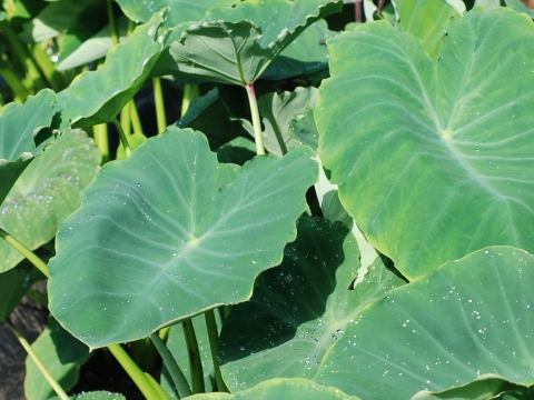 colocasia_summer.jpg