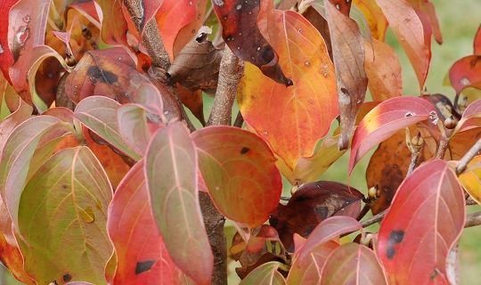 cornus.jpg