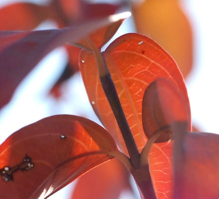 cornus_lvs.jpg