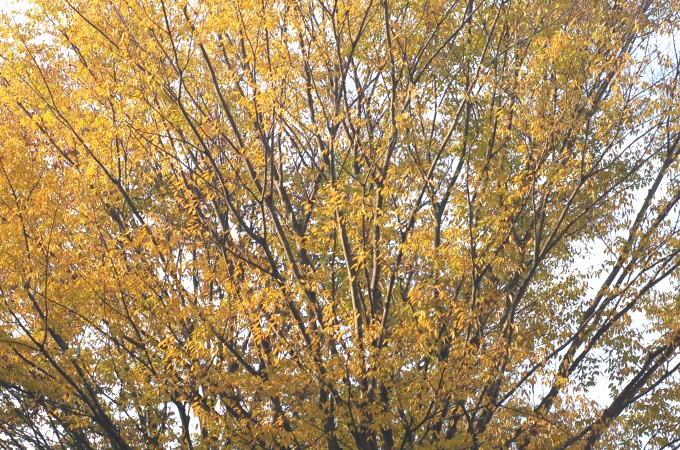 zelkova.jpg