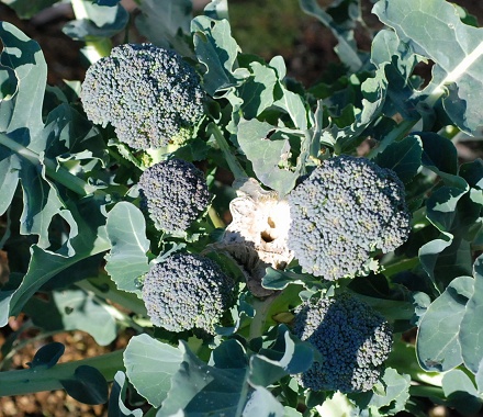 broccoli.jpg