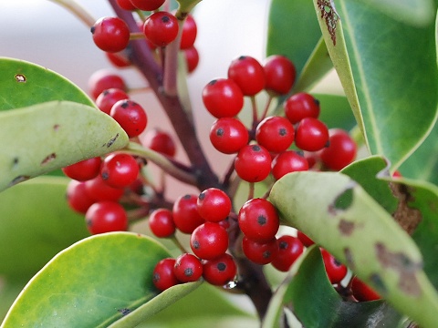 ilex.jpg
