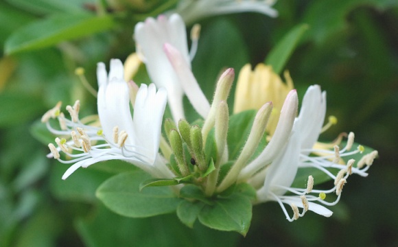 XCJỶ