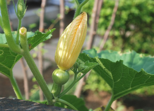 cucurbita.jpg