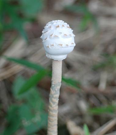 mushroom.jpg